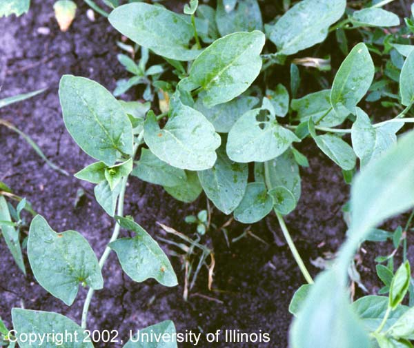 Field bindweed