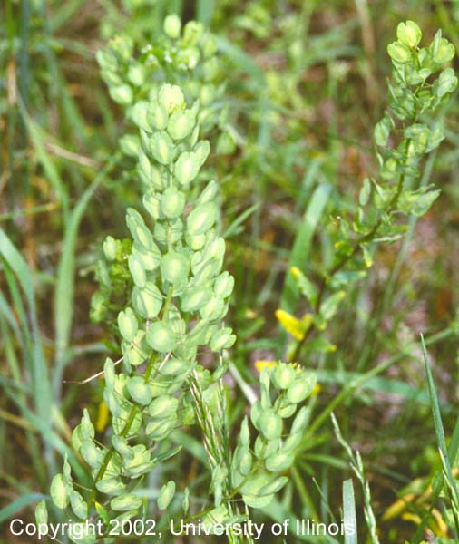 Field pennycress