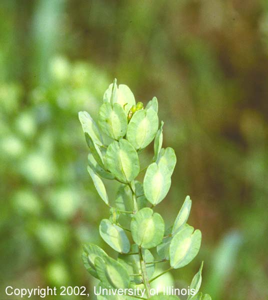 Field pennycress