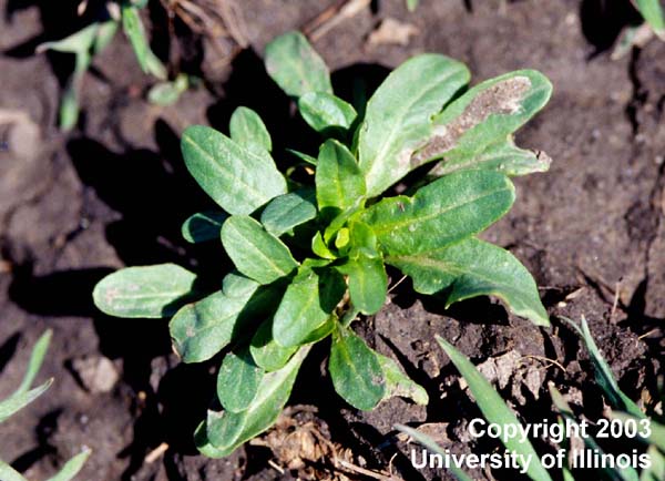 Field pennycress vegetative