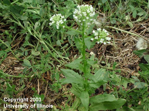 fieldpennycress4