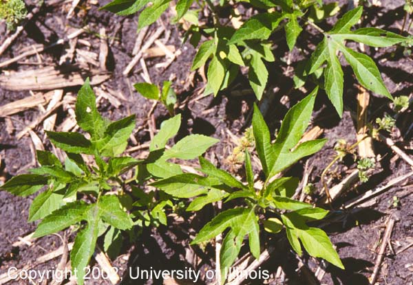 Giant ragweed vegetative