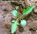 Giant ragweed seedling