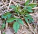 Giant ragweed vegetative 2