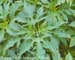 Giant ragweed vegetative 4