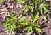 Giant ragweed vegetative
