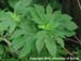 giragweed