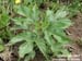 giragweed1