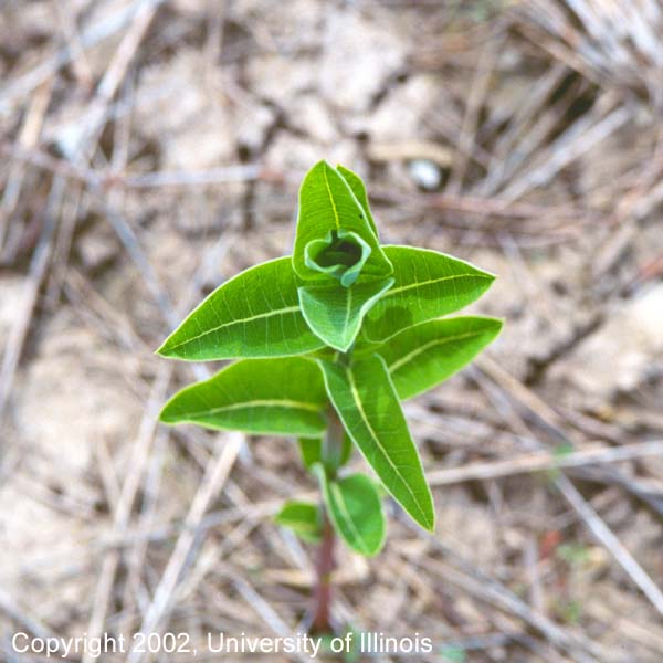 Hemp dogbane