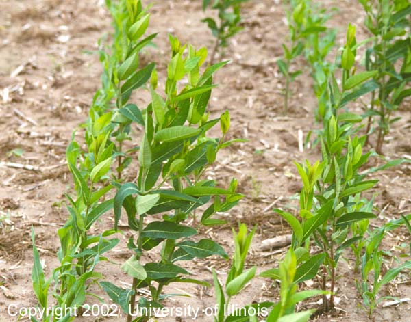 Hemp dogbane