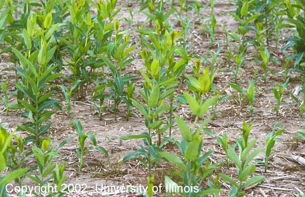 Hemp dogbane