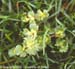 Henbit 1