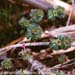 Henbit 2