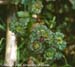 Henbit 3