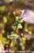 Henbit 4
