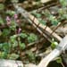 Henbit 5