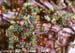 Henbit 6
