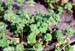 Henbit vegetative April 2002