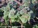 henbit