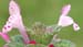 henbit_closeup_2