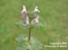 henbitflower
