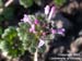 henbitflower1