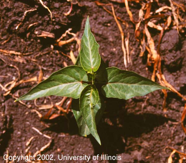 Honeyvine milkweed