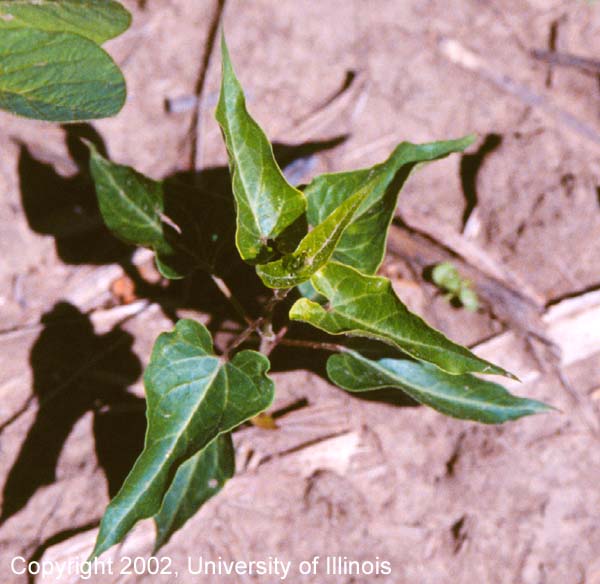 Honeyvine milkweed