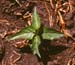 Honeyvine milkweed 1