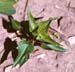 Honeyvine milkweed 2