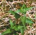Honeyvine milkweed 3