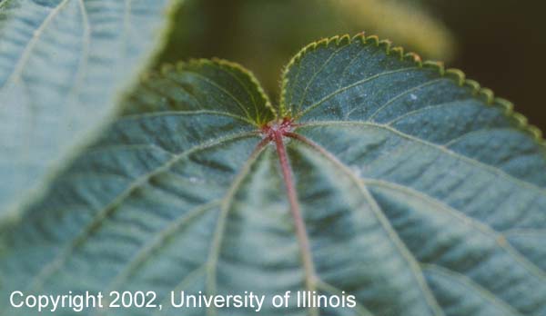 Red coloration near petiole