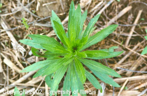 Horseweed 1