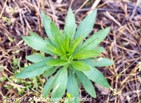 Horseweed April 2002