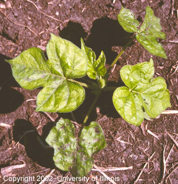 Ivyleaf morningglory 4