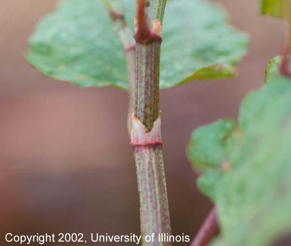 Japanese Knotweed Ochrea