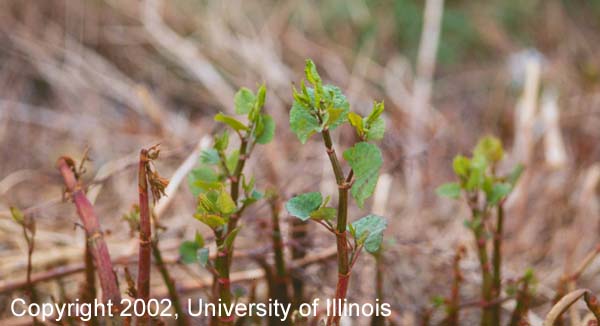 Japanese Knotweed
