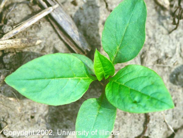 pokeweed 4