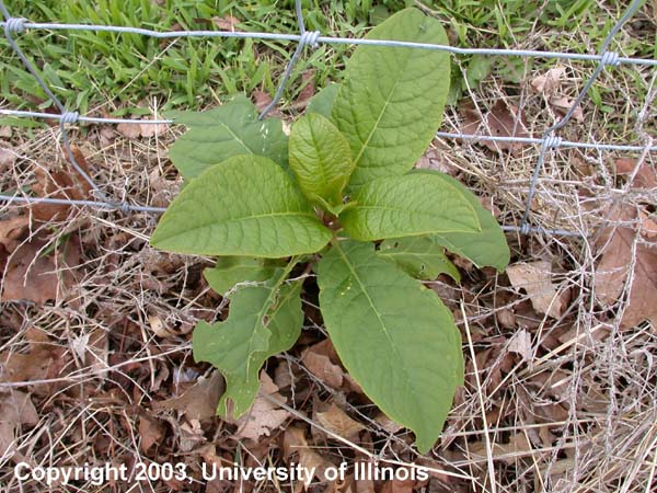 pokeweed