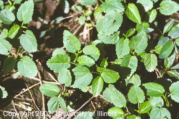 Prickly sida 2