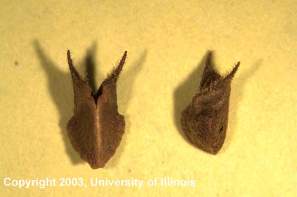 seed