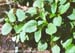 Prickly sida 1