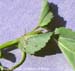 Prickly sida stipule 2