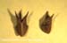 seed
