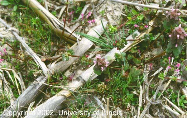 Purple deadnettle and henbit