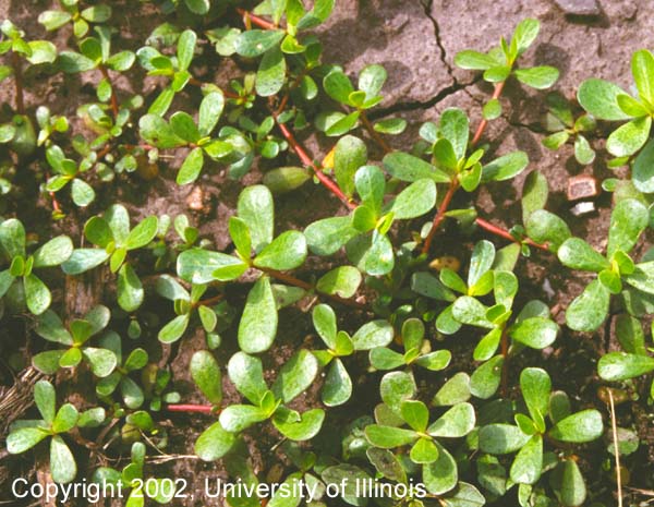 Purslane 1