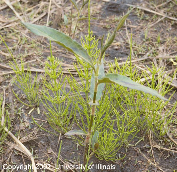 Swamp Smartweed 1