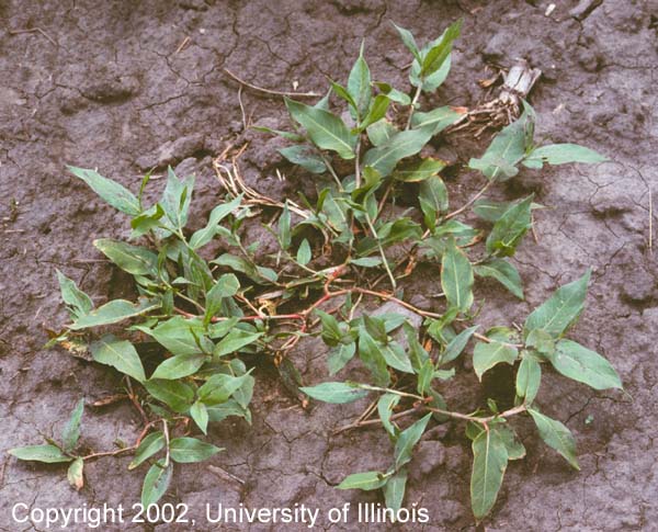 Swamp Smartweed 2