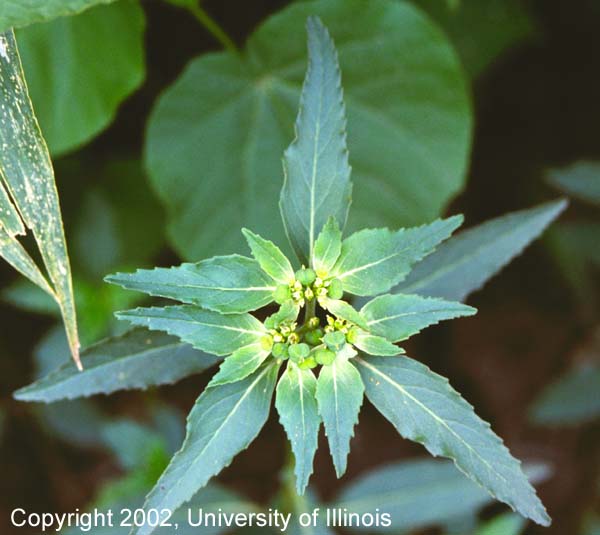 Toothed spurge 1