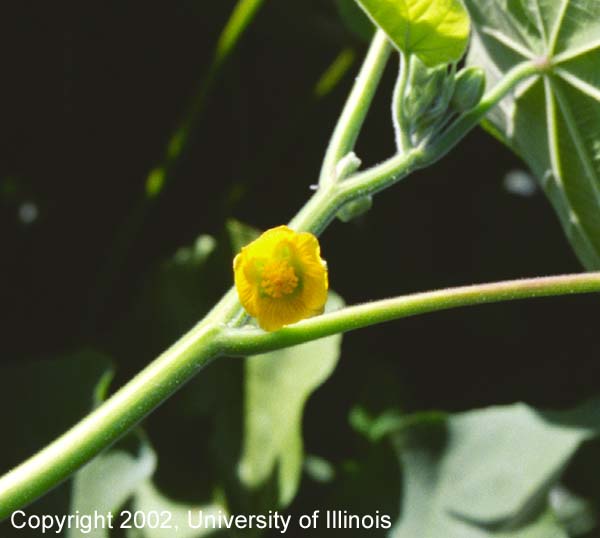 Velvetleaf flower